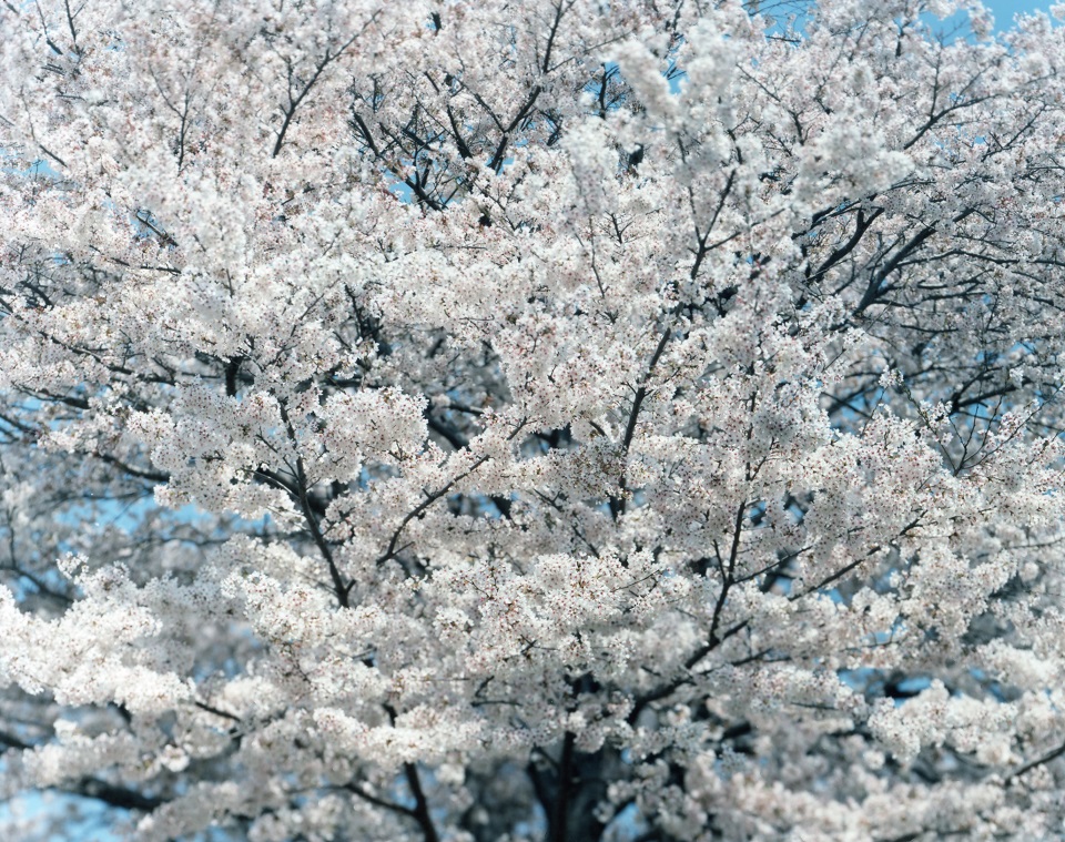 SAKURA | 鈴木理策 | Risaku Suzuki | 鈴木理策 | Risaku Suzuki